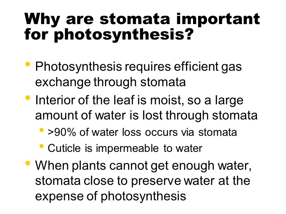 Why is photosynthesis important